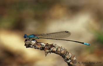 Enallagma pallidum, male